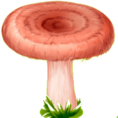 Несъедобные грибы волнушка