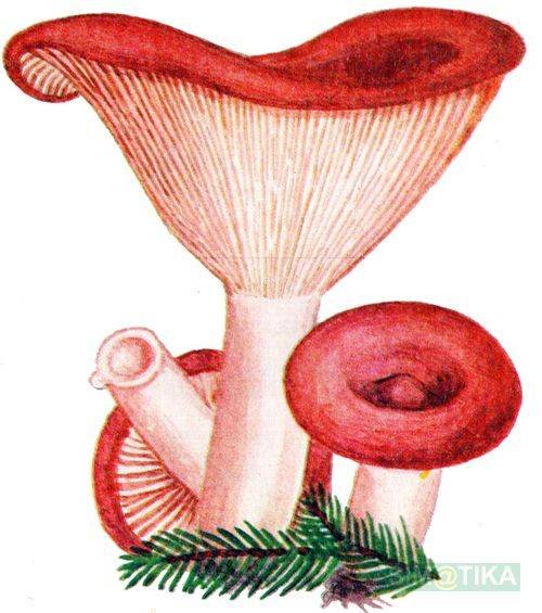 Гриб волнушка на белом фоне