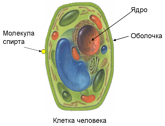 Клетка живого организма