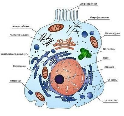 Схема клетки живых организмов