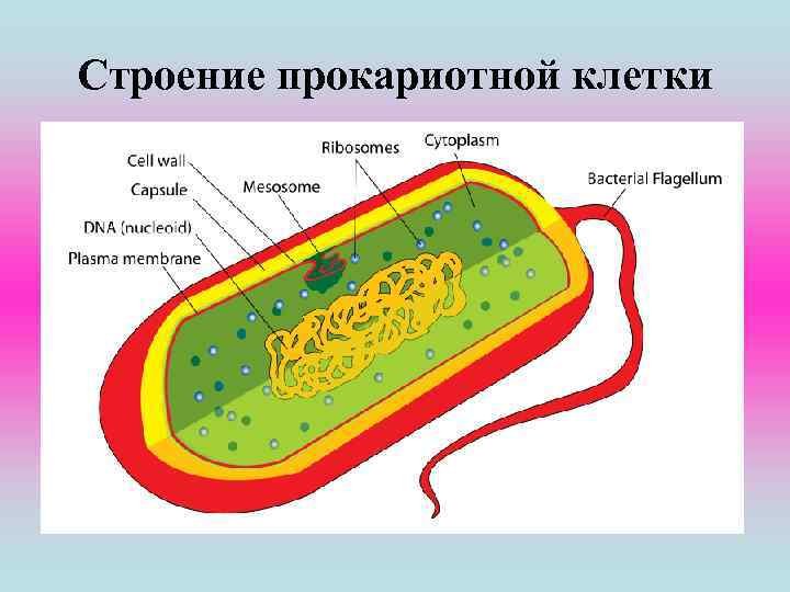 Питание бактериальной клетки. Капсула бактериальной клетки. Трансформация бактериальных клеток. Cytosol and cytoplasm. Цитоплазма прокариотическая клетка