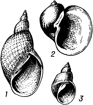 Малый прудовик Ракушка