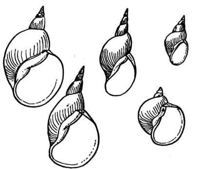 Форма раковины прудовика обыкновенного