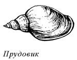 Раковина прудовика