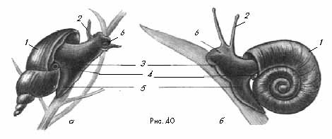 Раковины прудовика и роговой катушки