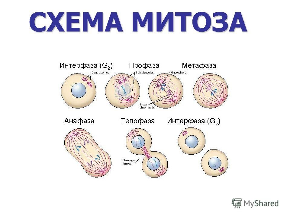 Деление триплоидной клетки. Митотическое деление клетки схема. Схема деления митоза. Деление клетки митоз схема. Стадии деления клетки митоз.