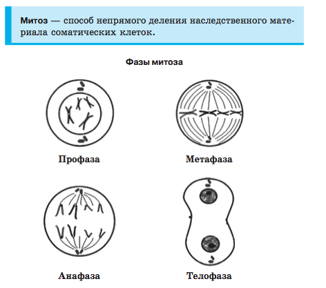 Фазы деления клетки таблица