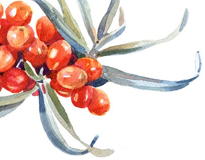 Облепиха скетч