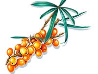 Облепиха для раскрашивания