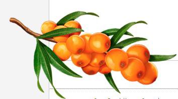 Облепиха вектор