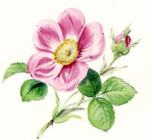 Акварель шиповник цветет