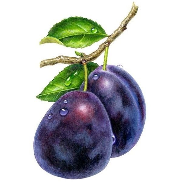 Слива для детского сада