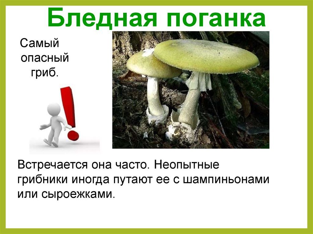 Известно что бледная поганка. Опасный гриб бледная поганка. Бледная поганка гриб. Ядовитые грибы для человека.
