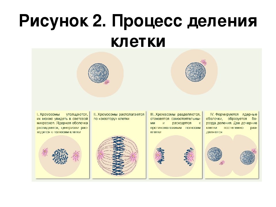 5 стадий деления клетки. Процессы этапы деления клетки 5 класс биология. Описание процесса деления клетки 5 класс биология. Основные этапы деления клетки 5 класс биология. Процесс деления клетки 6 класс биология.