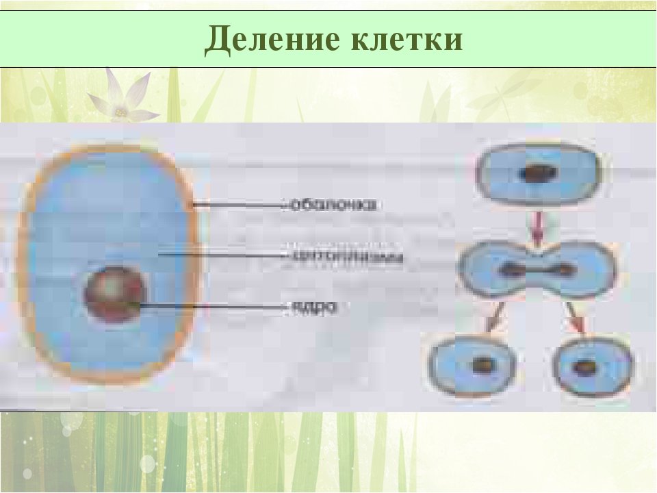 Рост клетки этапы. Основные этапы деления клетки 5 класс биология. Стадии деления клетки 5 класс биология рисунок. Схема деления клетки 5 класс биология рисунок. Деление растительной клетки 5 класс биология.