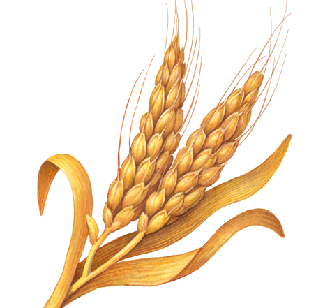 Стилизованные колосья