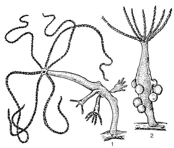 Строение гидры Кишечнополостные