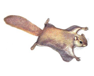 Белка летяга