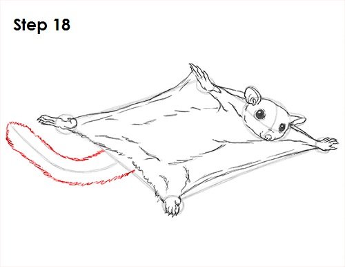 Обыкновенная летяга раскраска