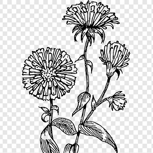 Цветы хризантемы Петр