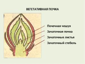 Вегетативная и генеративная почка в разрезе