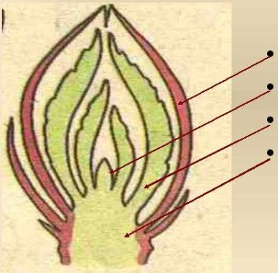 Внутреннее и внешнее строение почки тополя
