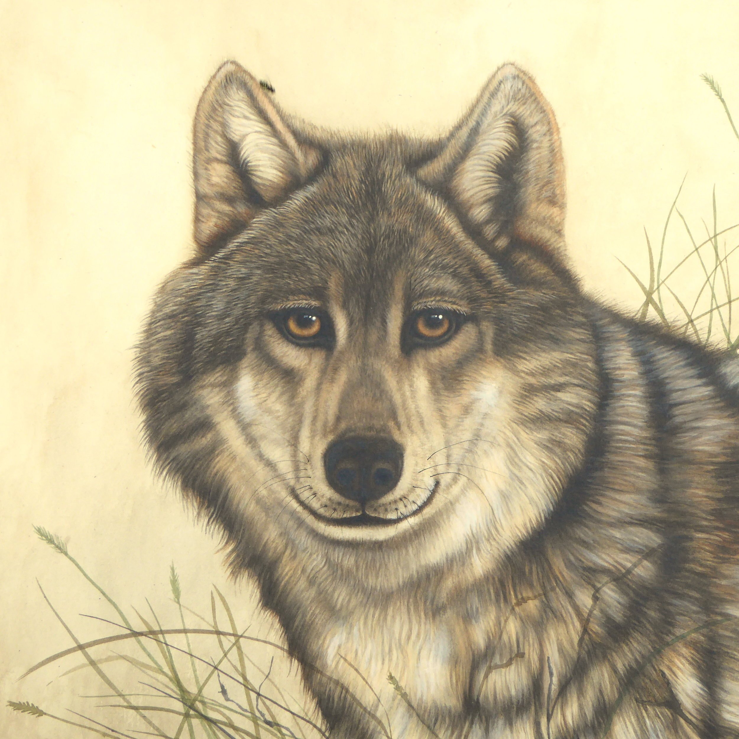 Рисовать волка