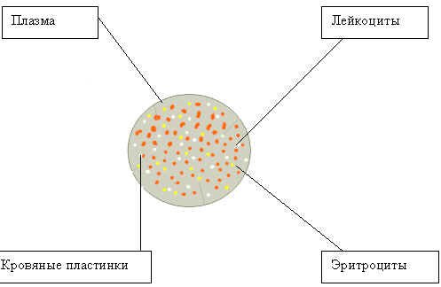 Лейкоциты лягушки рисунок строение