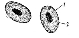 Строение клетки эритроцита лягушки