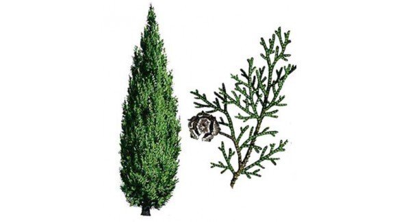 Кипарис ветвление