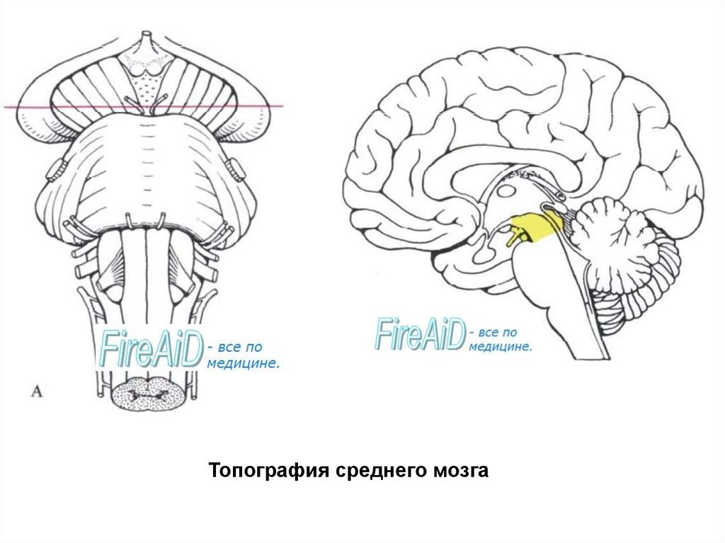 Строение среднего мозга 8 класс. Топография среднего мозга. Топография и строение среднего мозга. Средний мозг рисунок. Средний мозг картинка.