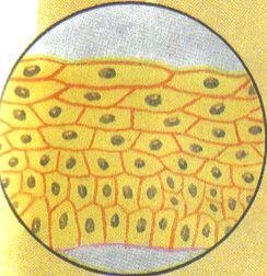 Клетки кожицы человека