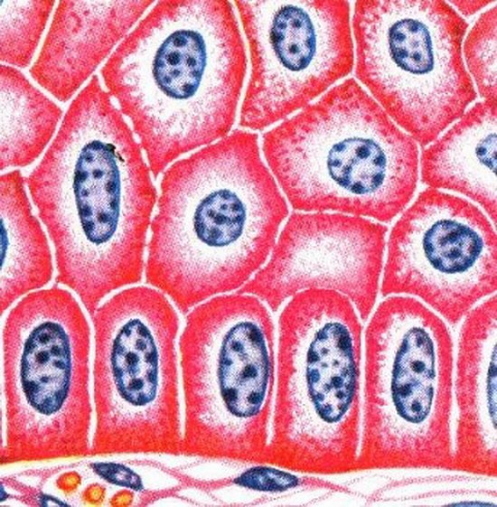 Отшелушивание рогового слоя эпидермиса кожи