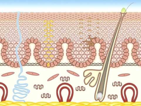 Кожа человека