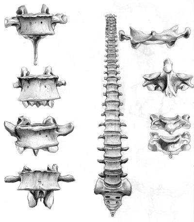 Нарисованный позвоночник