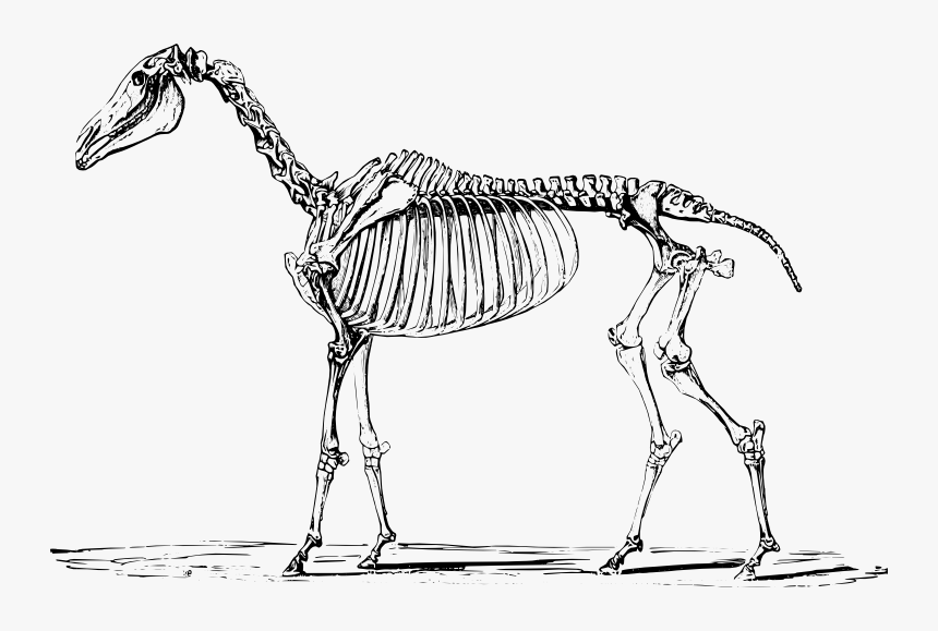 Скелет лошади. Скелет коня. Скелет лошади рисунок. Изображение скелета лошади. Скелет единорога