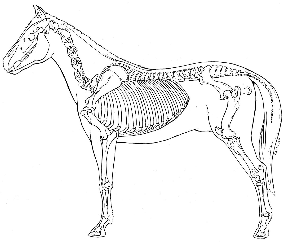 Скелет лошади спереди