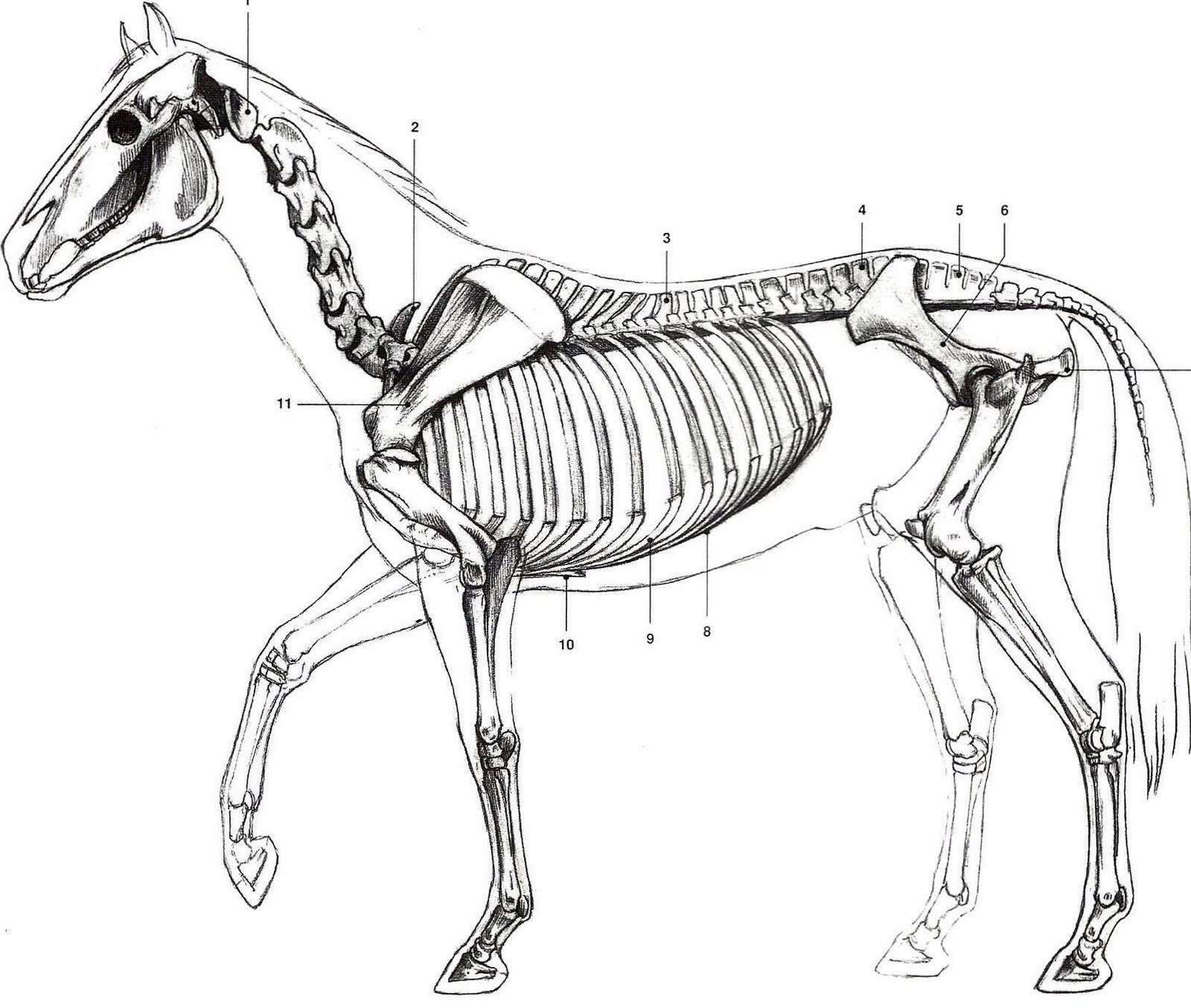 Скелет механизма. Осевой скелет лошади анатомия. Непарнокопытные анатомия лошади. Строение скелета лошади анатомия. Скелет коня анатомия.