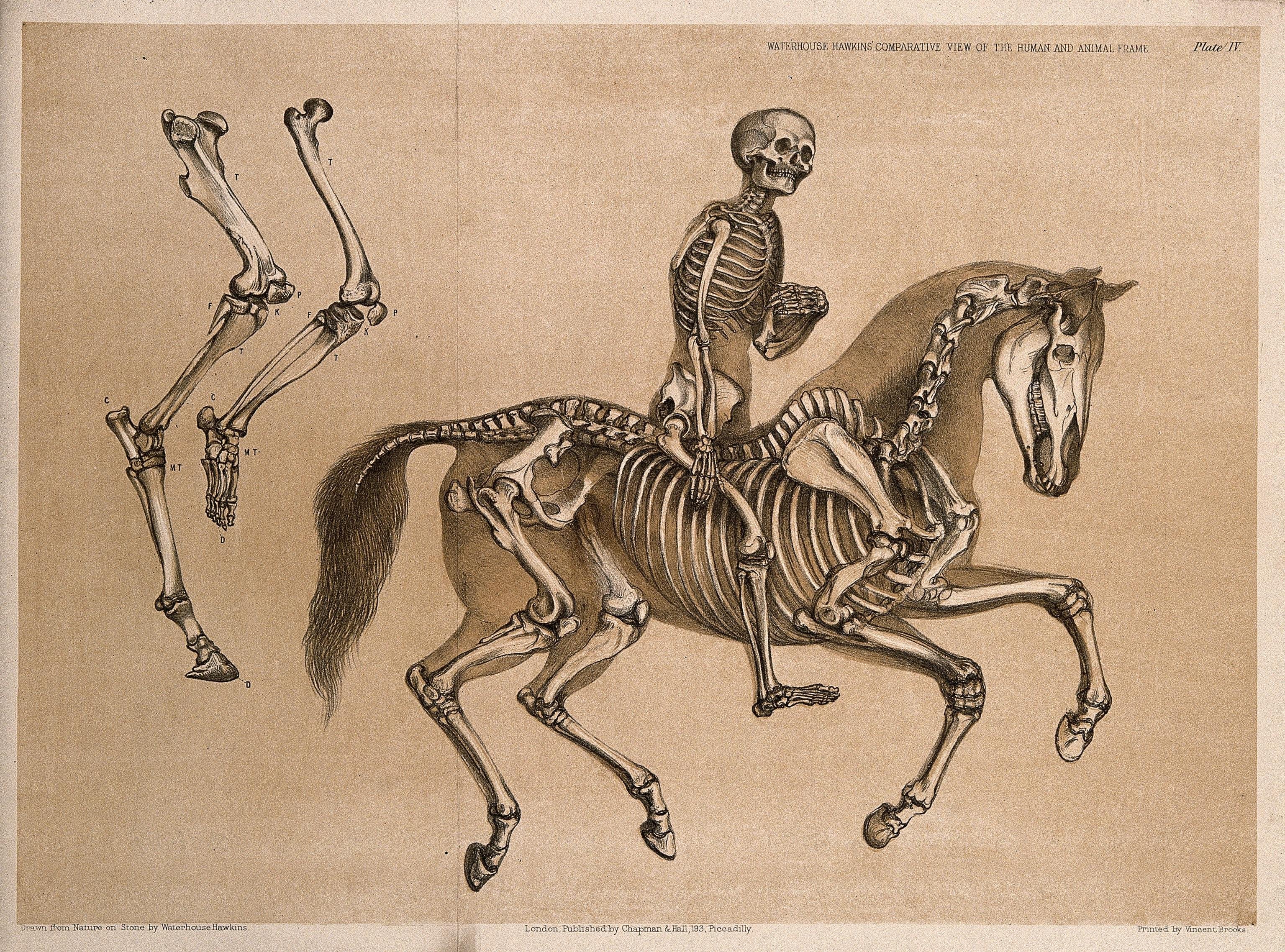 Анатомический скелет лошади