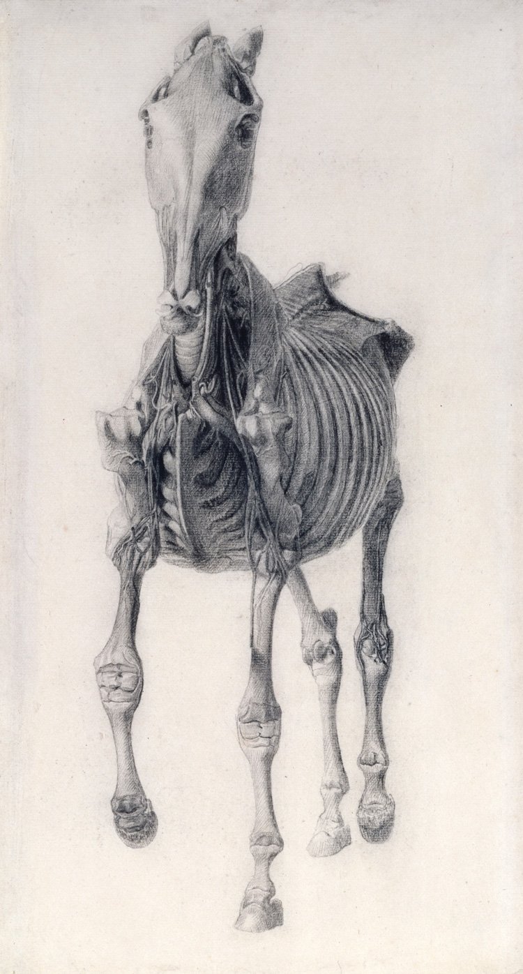 Стаббс анатомия лошади
