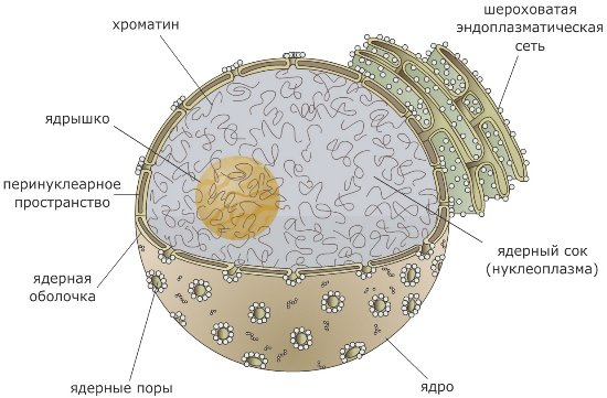 Строение ядра эукариотической клетки схема