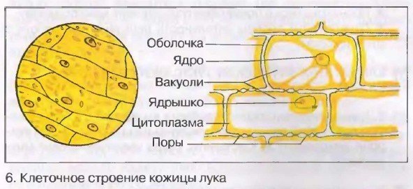 Ядерная пластинка ламина