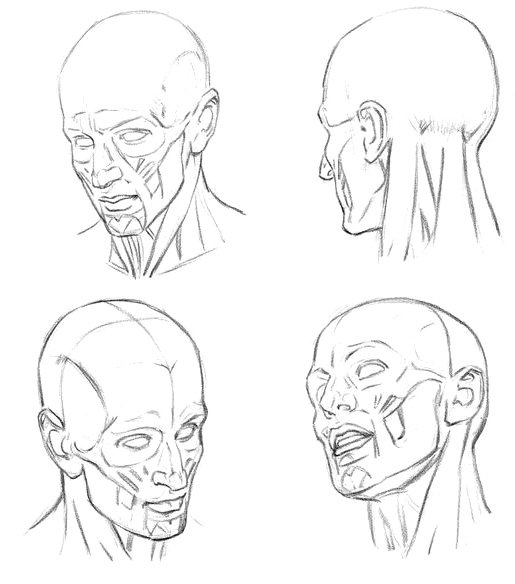 Лумис рисование голов и рук