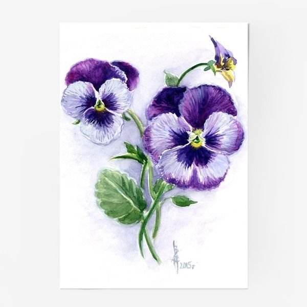 Анютины глазки Графика