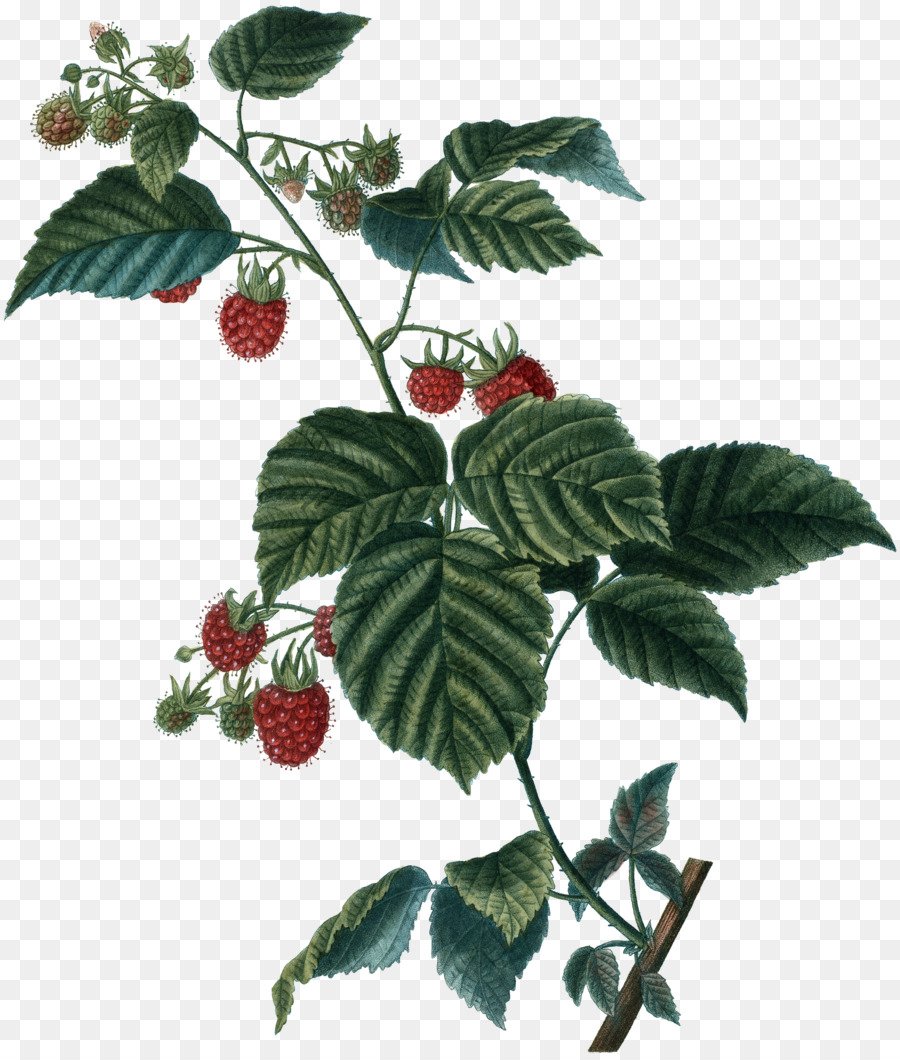 Rubus strigosus