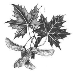 Клен остролистный рисунок