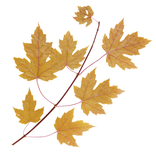 Ветви клена