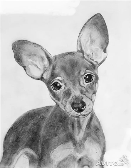 Раскраска щенок чихуахуа
