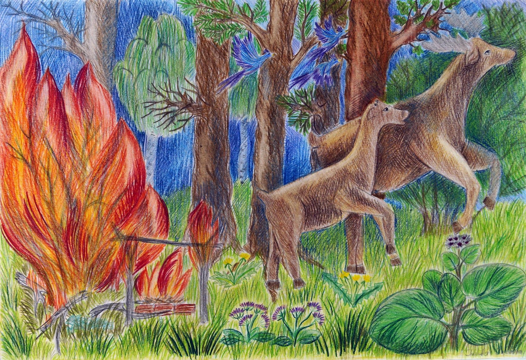 Рисование Лесные пожары