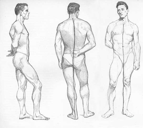 Мужчина сбоку анатомия